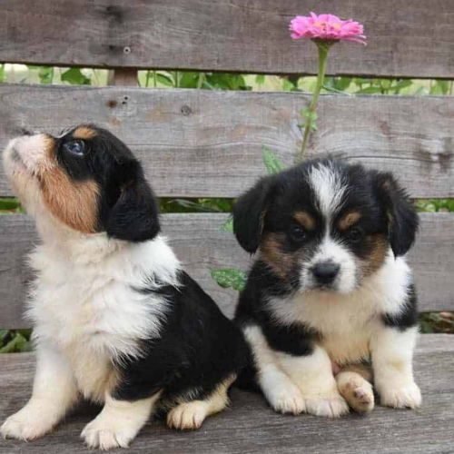 Corgipoo puppies