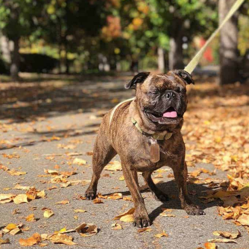 boston terrier and a pug mix