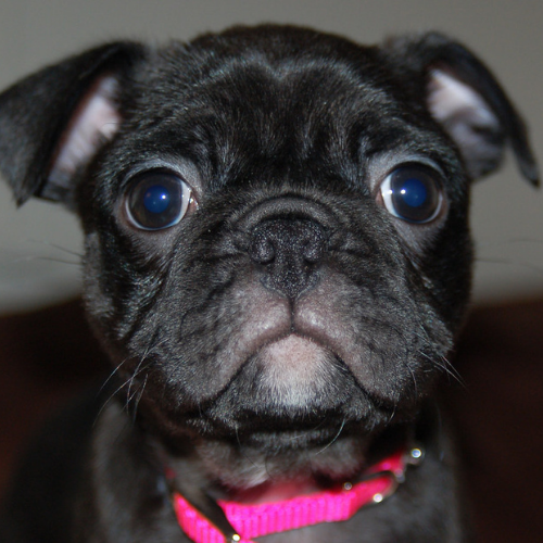 boston terrier and a pug mix